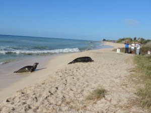 Monk Seals on Ewa Beach